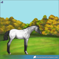 Horse Color:Blue Roan Appaloosa 