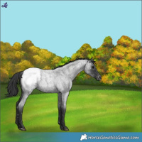 Horse Color:Blue Roan Appaloosa 