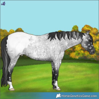 Horse Color:Blue Roan Snowcap 