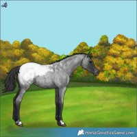 Horse Color:Blue Roan Snowcap