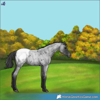 Horse Color:Blue Roan Snowcap 