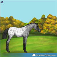 Horse Color:Blue Roan Appaloosa
