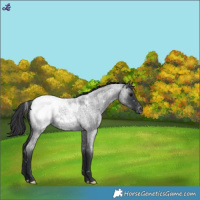 Horse Color:Blue Roan Snowcap 