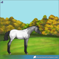 Horse Color:Blue Roan Appaloosa 