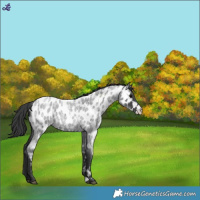 Horse Color:Blue Roan Appaloosa 