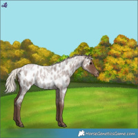Horse Color:Silver Blue Roan Appaloosa