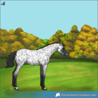 Horse Color:Blue Roan Near Leopard 