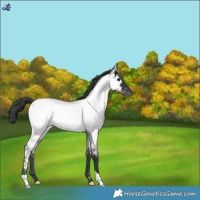 Horse Color:Blue Roan Appaloosa 