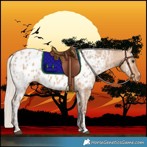 Horse Color:Silver Bay Ice Dun Near Leopard 