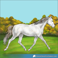 Horse Color:Amber Cream Champagne Pearl Dun Splash Tobiano Leopard Rabicano 