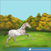 Horse Color:White Spotted Brown Pearl Dun Tobiano Appaloosa Rabicano 