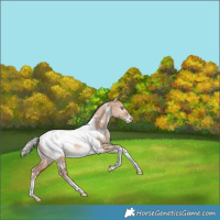 Horse Color:White Spotted Silver Brown Pearl Dun Tobiano Appaloosa Rabicano 