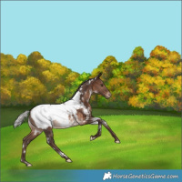 Horse Color:White Spotted Silver Brown Near Fewspot Rabicano 