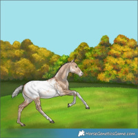 Horse Color:White Spotted Silver Bay Pearl Dun Tobiano Snowcap Rabicano 