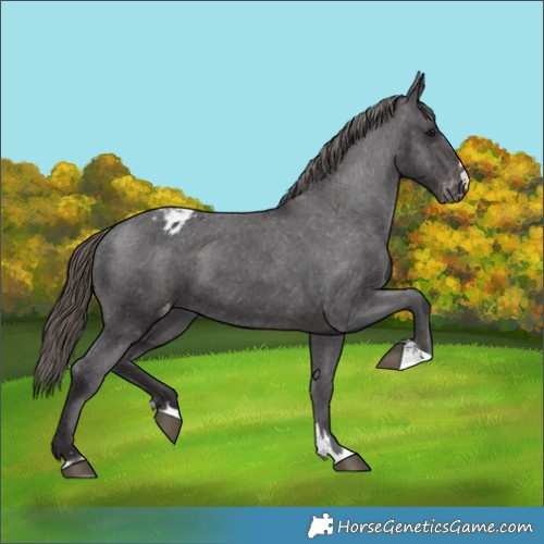 Horse Color:Smoky Black Appaloosa