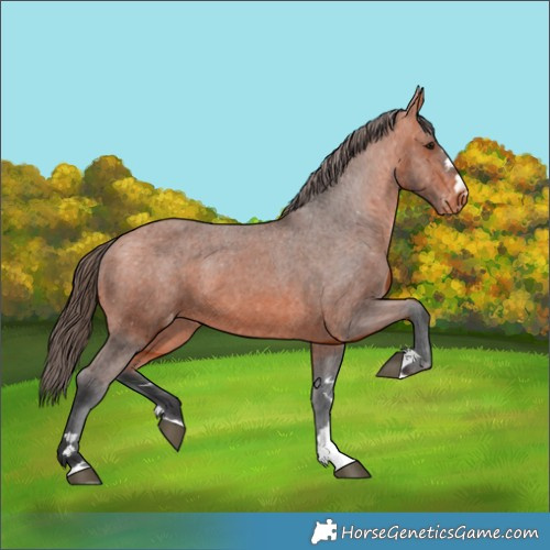 Horse Color:Bay Appaloosa 