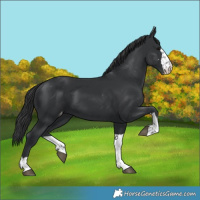 Horse Color:Black Appaloosa 