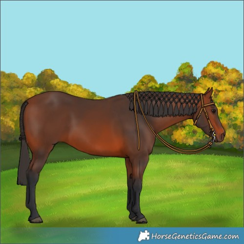 Horse Color:Bay 