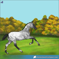 Horse Color:White Spotted Blue Roan Blanket
