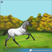 Horse Color:Blue Roan Near Fewspot 