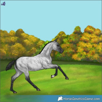 Horse Color:Blue Roan Snowflake Varnish 