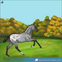 Horse Color:Blue Roan Appaloosa 