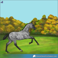 Horse Color:Blue Roan Snowcap 