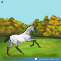 Horse Color:Blue Roan Near Fewspot 