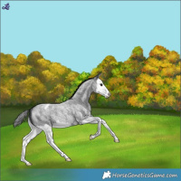 Horse Color:Blue Roan Splash Snowflake Varnish 