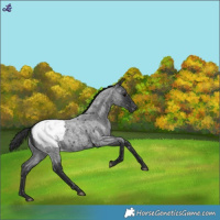 Horse Color:Blue Roan Snowcap 
