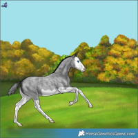 Horse Color:Blue Roan Splash Appaloosa 