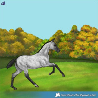 Horse Color:Blue Roan Snowflake Varnish 