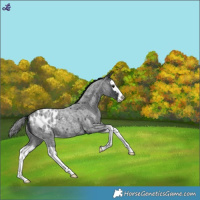 Horse Color:Blue Roan Splash Appaloosa Rabicano 