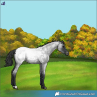 Horse Color:Blue Roan Snowcap 