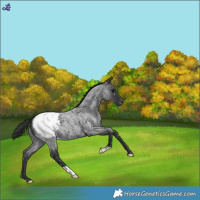 Horse Color:Blue Roan Snowcap 