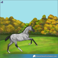 Horse Color:Blue Roan Snowflake Varnish