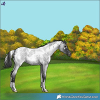 Horse Color:White Spotted Blue Roan Snowflake Varnish