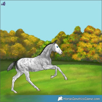 Horse Color:Blue Roan Splash Blanket 