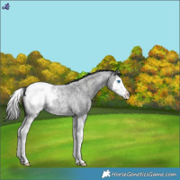 Horse Color:Blue Roan Splash Snowcap