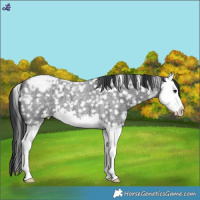 Horse Color:Blue Roan Splash Snowflake Varnish