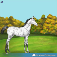 Horse Color:Blue Roan Near Leopard 