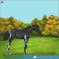Horse Color:Black Tobiano Rabicano 