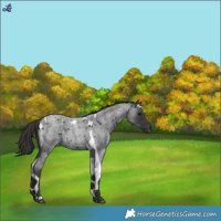 Horse Color:Smoky Blue Roan Tobiano 