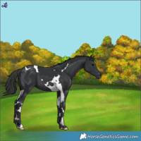 Horse Color:Black Tobiano