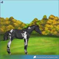 Horse Color:Black Tobiano 