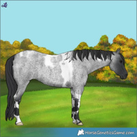 Horse Color:Blue Roan Tobiano