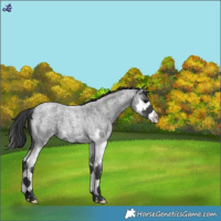 Horse Color:Blue Roan Splash