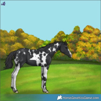Horse Color:Black Tobiano 