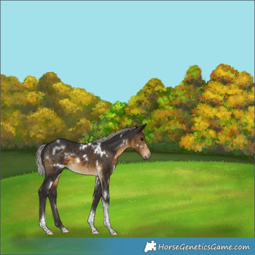 Horse Color:White Spotted Silver Buckskin Tobiano 