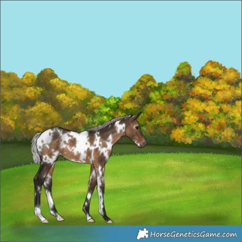 Horse Color:Gray White Spotted Silver Brown Dun Appaloosa 